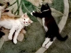 Котята от кошки-мышеловки