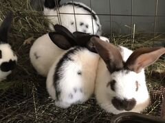 Кролики нпв- строкач