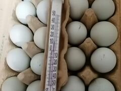 Яйцо инкубационное и цыплята Легбар