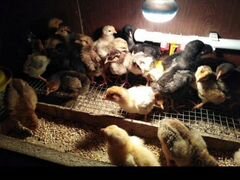 Продам недельных цыплят несушек