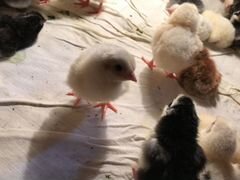 Цыплята домашних кур-несушек