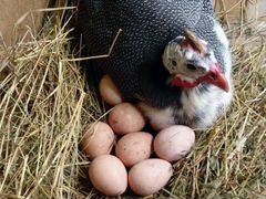 Инкубационое свежое яйцо цыцарки