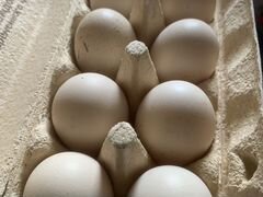 Бресс гальские инкубационное яйцо и цыплята