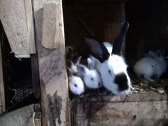 Кролики малыши