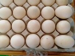 Инкубационное яйцо индоутки подсадной утки