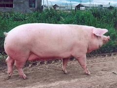 Свиноматка «ландрас» и «вьетмская вислобрюхая»
