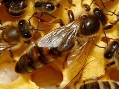Плодные пчелиные матки породы Карника F1