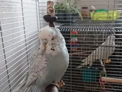Чех ввп выставочный волнистый попугай самка и саме
