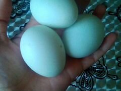 Продам инкубационные яйца бирюзового цвета,порода