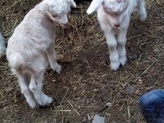 Продается коза с козлятами