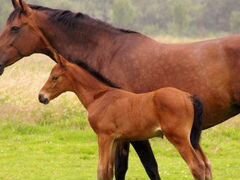 Продается лошадь, возраст 1 год и 3 месяца