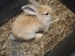 Кролик 3 месяца