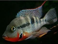 Рыба аквариумная цихлозома меека