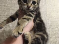Котёнок девочка в добрые руки