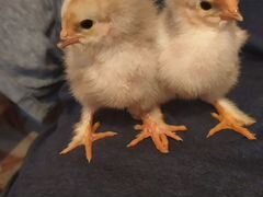 Цыплята возраст 10 дней, трёх недельные и месячные