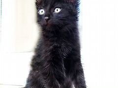 Котенок мальчик черненький 1,5 мес