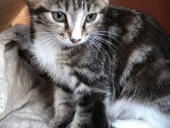 Котята от кошки мышеловки