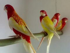 Говорящие попугаи розеллы