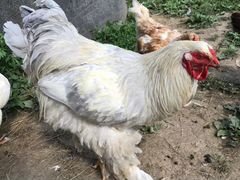Брама светлая: курицы, петухи, цыплята, яйцо