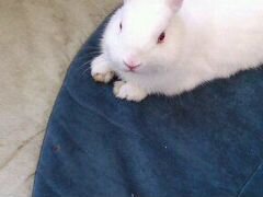 Кролик декоративный белый