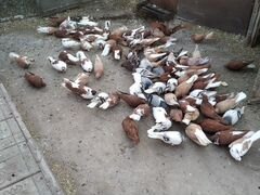 Продажа голубей