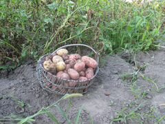 Картофель молодой урожай