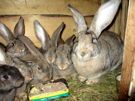 Кролики домашние породистые