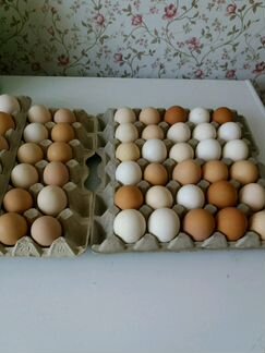 Инкубационное яйцо домашней птицы