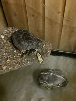 Красноухая черепаха вместе с аквариумом