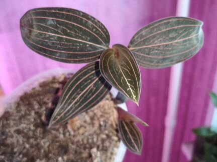 Драгоценная орхидея лудизия Red velvet срезка