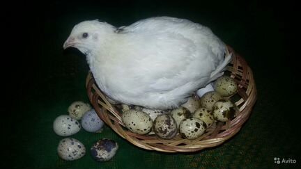 Яйцо инкубационное перепела,техасской породы