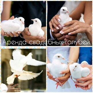 Аренда свадебных голубей