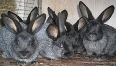 Кролики полтавской серебро