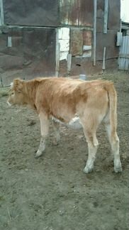 Корова (телка) 7 месяцев