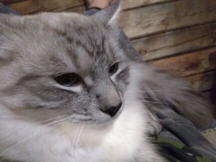 Невская маскарадная кошка ищет кота для вязки