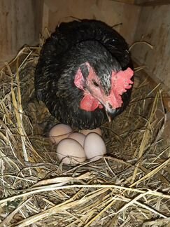 Инкубационное яйцо куриное, цесарка, индоутки
