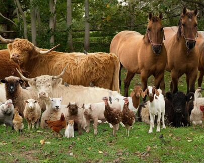 Коровы,телята,поросята,козы,овцы