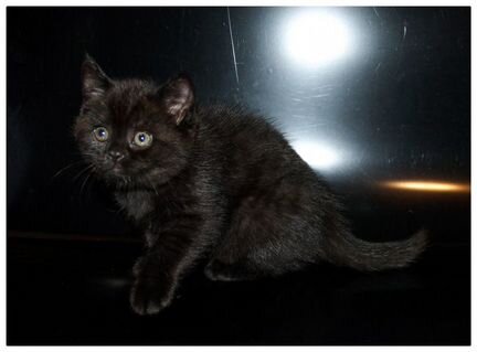 Страйт кошечка - котенок черный окрас, брид класс