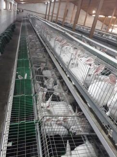 Ферма по разведению кроликов с переработкой мяса