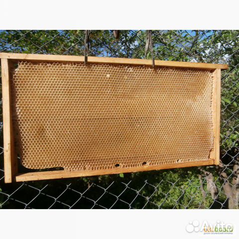 Сушь для пчёл