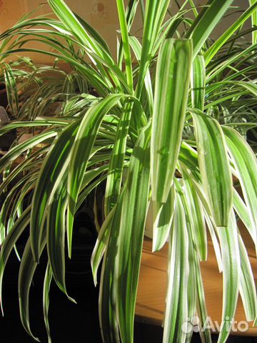 Великолепный хлорофитум - для дома, офиса и дачи