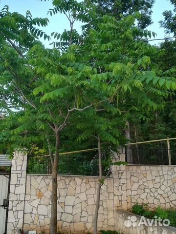 Саженцы Ореха Маньчжурского