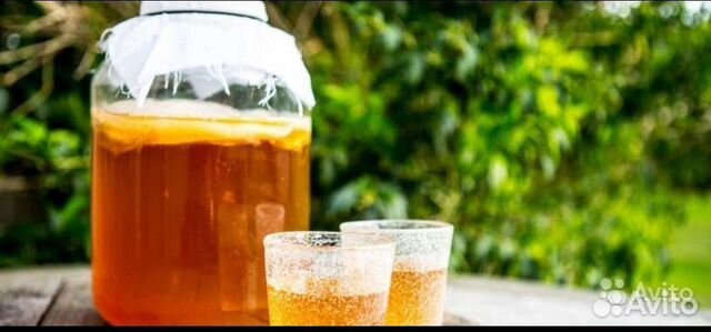 Чайный гриб