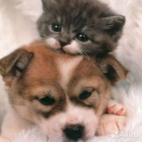 Помогу подобрать вам домашнего любимца