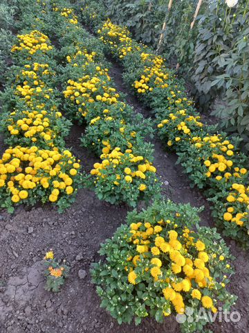 Хризантема корейская Мишель кустом