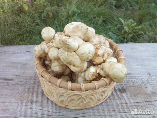 Клубни топинамбура 20 тонн