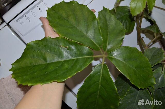 Тетрастигма вуанье