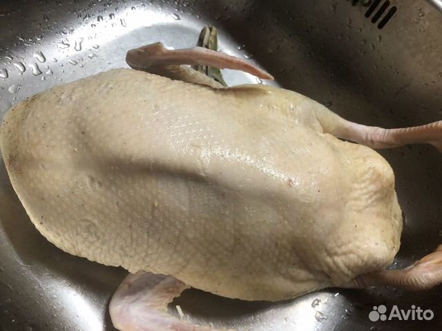 Гусь, утка, курица, перепелка и другая птица