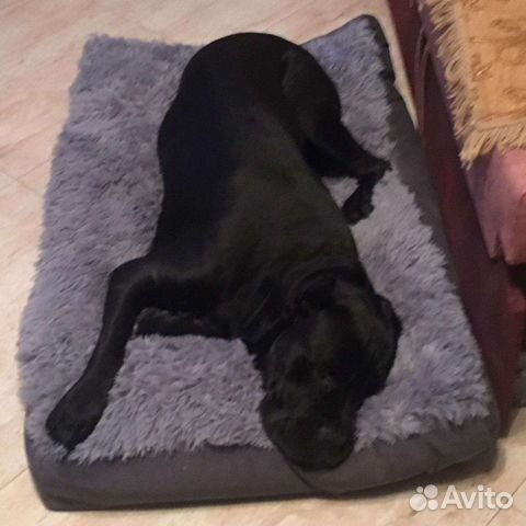 Лежанки собак, для крупных пород собак