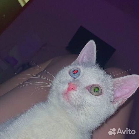 Котятки